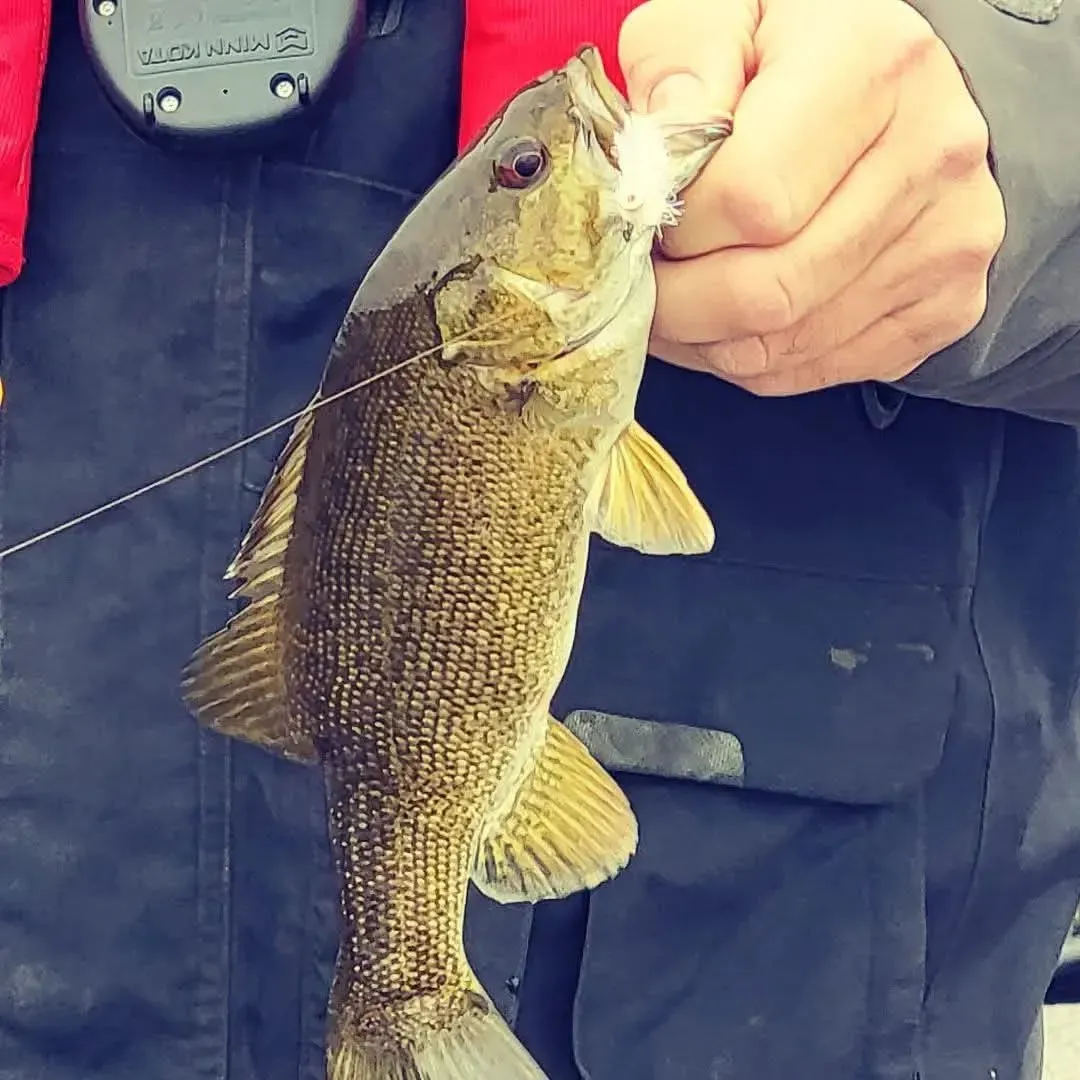 Beginner’s Guide to Brook Trout Fishing